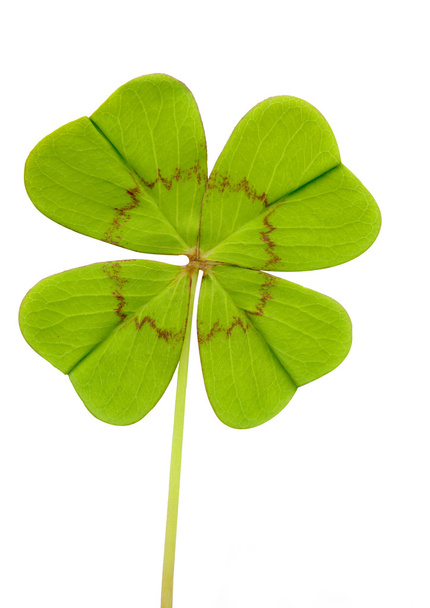 Clover with four leaves - Photo, Image