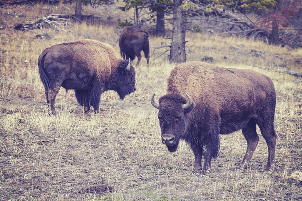 Vintage tonificado bisão pastoreio em Yellowstone National Park
. - Foto, Imagem