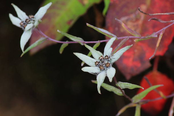 Himalayan edelweiss, leontopodium himalayanum - Φωτογραφία, εικόνα