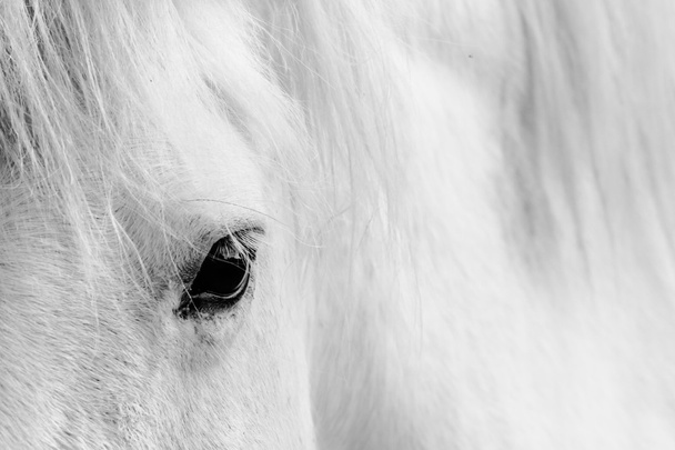 Detail of a white horse - Photo, Image