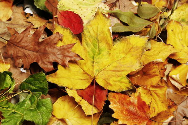 Φύλλα φθινοπώρου - Φωτογραφία, εικόνα
