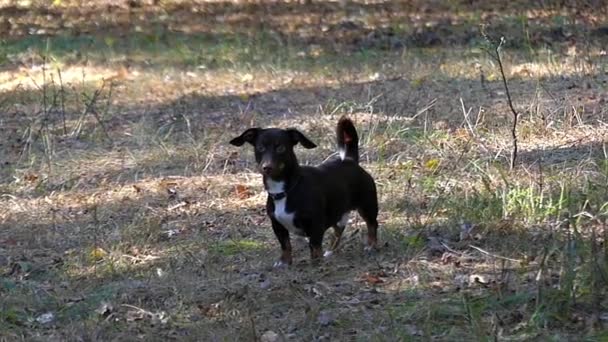 ένα αστείο, είδος γερμανικού κυνηγετικού σκύλου γαβγίζει και τρέχει στο δάσος σε αργή κίνηση. - Πλάνα, βίντεο