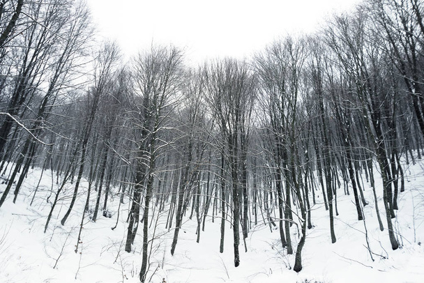 Branches with snow - Zdjęcie, obraz