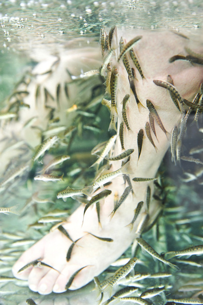 Fish Spa Skin Therapy - Zdjęcie, obraz