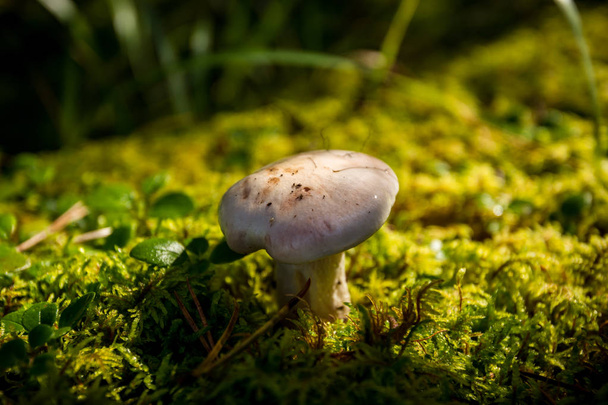 маленький гриб в лесу 2
 - Фото, изображение