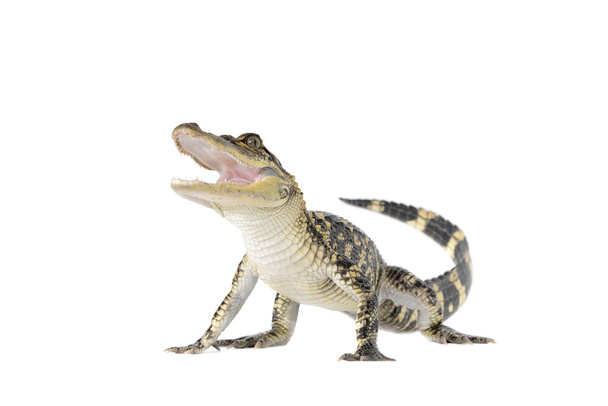 młody aligator amerykański - Zdjęcie, obraz