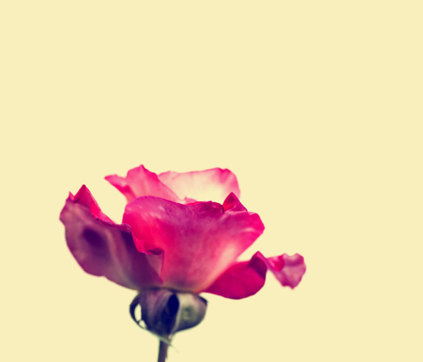 Beautiful pink rose - Foto, afbeelding