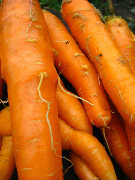 Käsi porkkanoiden kanssa
 - Valokuva, kuva