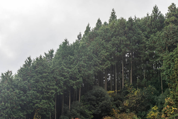  Forêt de cèdres couvrant flanc de montagne en automne
. - Photo, image