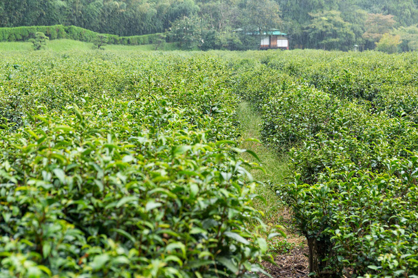 Piantagione di tè verde fresco
  - Foto, immagini