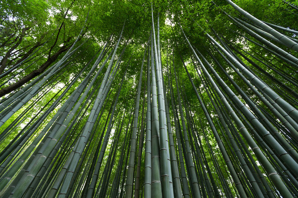 Bosque de bambú en Japón - Foto, Imagen