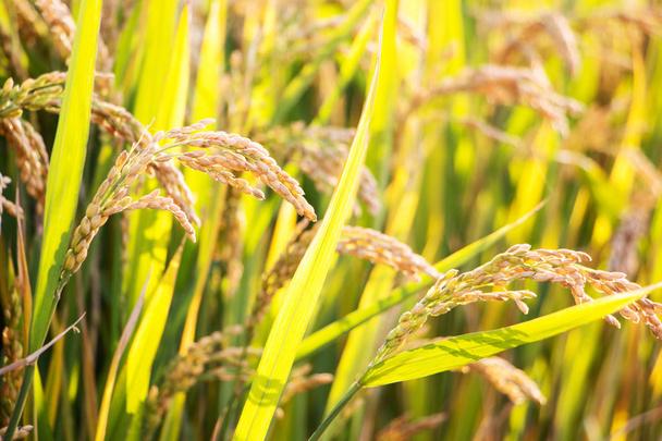 ripe grains in rice field - Photo, Image