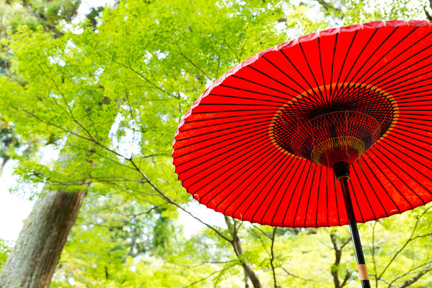 Paraguas rojo con árboles verdes
 - Foto, Imagen