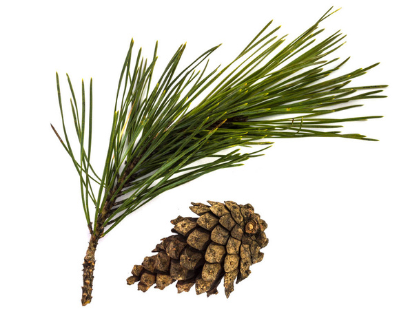 Pine branch or twig and cone - Photo, Image