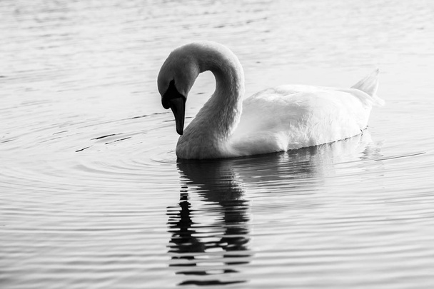 Cisne mudo bonito
 - Foto, Imagem