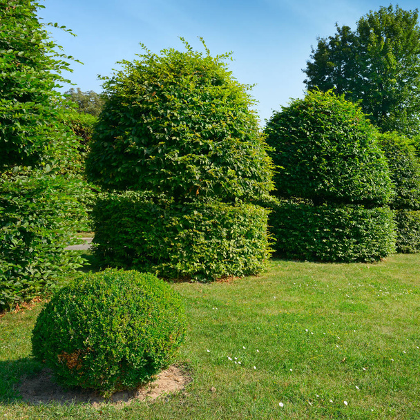 Hedges and ornamental shrub in a summer park. - Fotó, kép