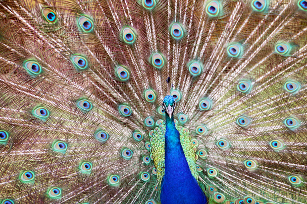 Μπλε πολύχρωμο αρσενικό Peacocks μοτίβο και υφής φτερό Disp - Φωτογραφία, εικόνα