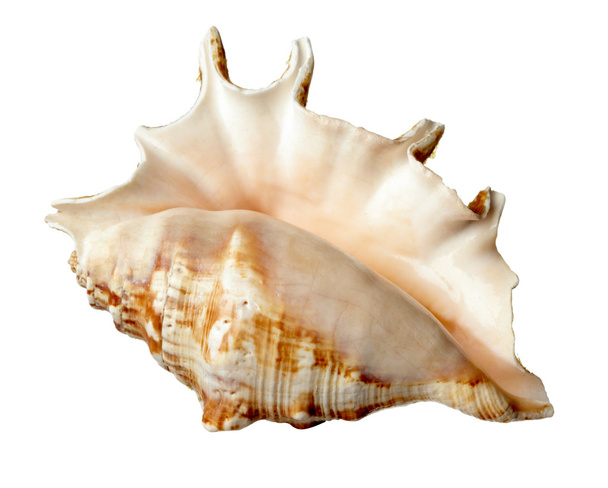 seashel sea life mořské - Fotografie, Obrázek