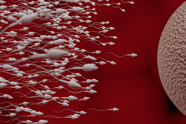 Sperm ve yumurta hücresi. Döllenme kavramı. 3D render illüstrasyon. - Fotoğraf, Görsel