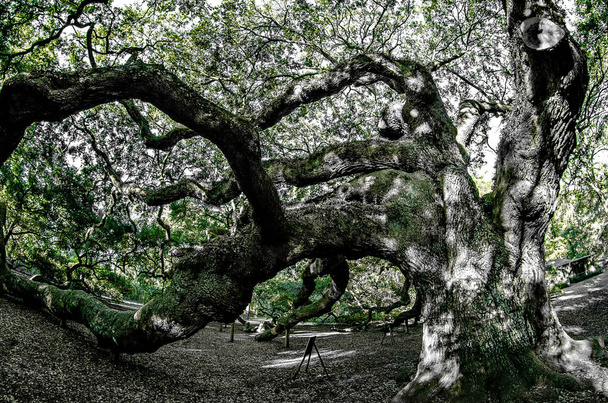 Angel Oak Tree sur John's Island Caroline du Sud
 - Photo, image