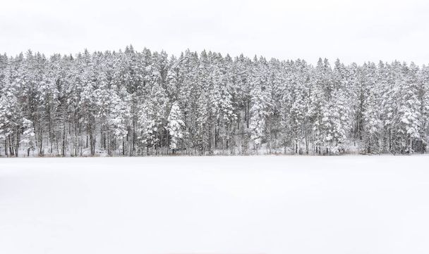 Panorama of snowy forest - Фото, изображение