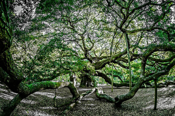 Angel Oak Tree sur John's Island Caroline du Sud
 - Photo, image