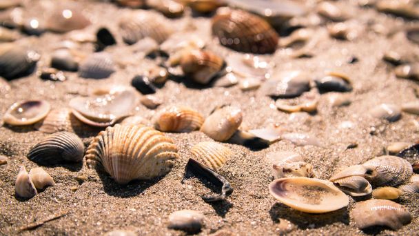 Shells on the seashore. - Photo, Image
