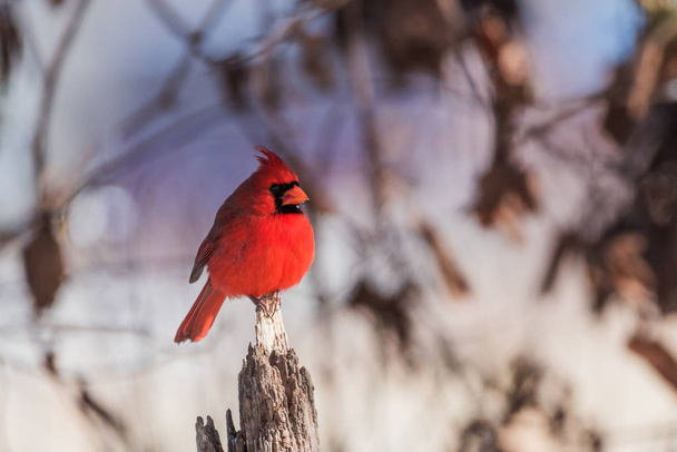 Northern Cardinal Male (cardinalis cardinalis)  - Фото, зображення