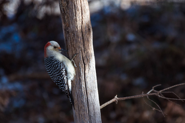 Female red bellied woodpecker (Melanerpes carolinus)  on a fence - Photo, Image