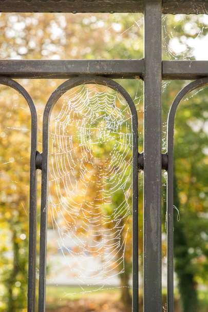 Nasses Spinnennetz im Zaun - Foto, Bild