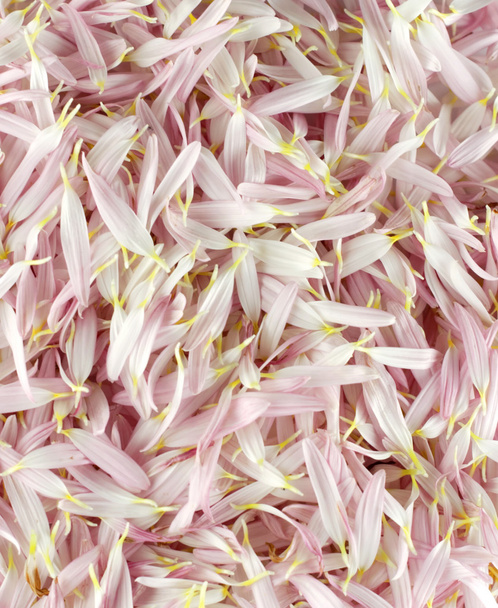 roze en witte petal achtergrond - Foto, afbeelding