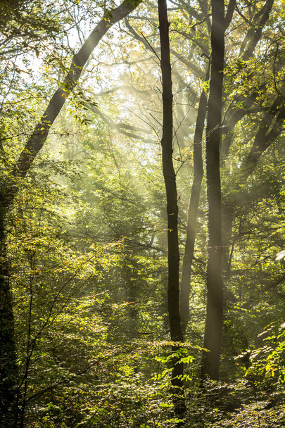 Rays of light on a magical misty forest II - Zdjęcie, obraz
