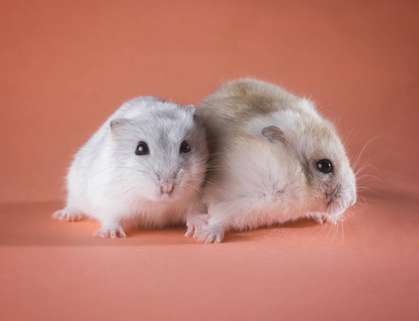 photo of the couple Jungar hamsters - Photo, Image