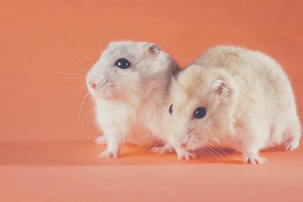 vintage photo of the couple hamsters - Фото, изображение