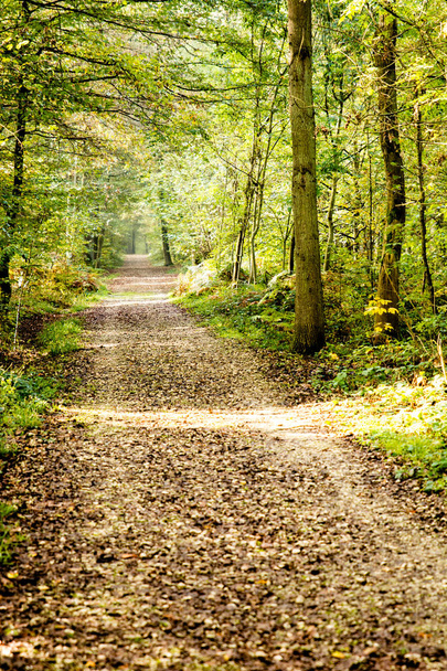 Cesta se vztahuje listy v hustém lese s filtrované paprsky - Fotografie, Obrázek