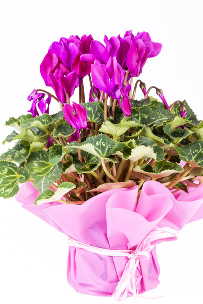 Flowers of blooming  pink cyclamen in pot isolated on white background - Photo, Image