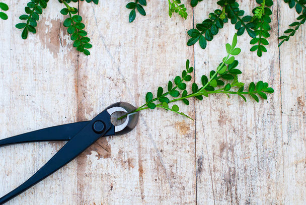 Garden tools on a wooden background with young sprouts. Clippers Settle on a wooden background. Garden pliers. - Photo, Image