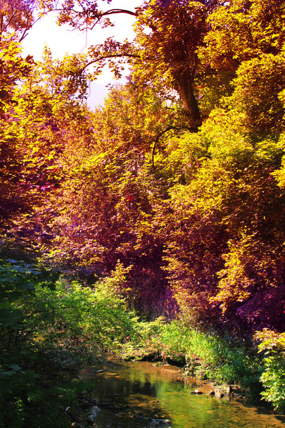 pohled na krásné creek v době podzimní. - Fotografie, Obrázek