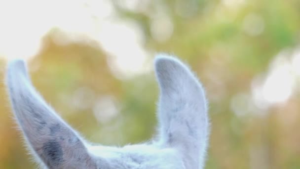 uma orelha branca de Llama Glama de um jardim zoológico, que vira à direita e à esquerda de uma forma engraçada
 - Filmagem, Vídeo