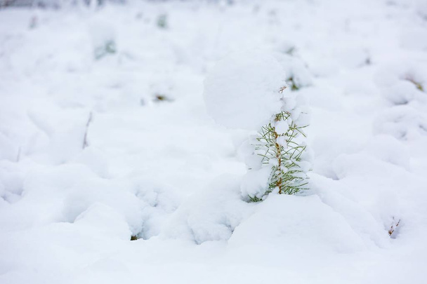 Pequeños pinos bajo la nieve
. - Foto, Imagen