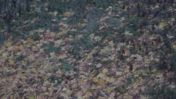 Pechvögel regnen im Oktoberwald - Filmmaterial, Video