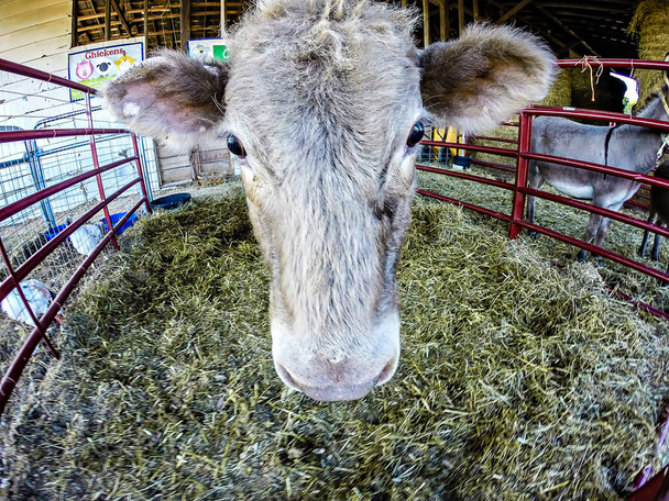 grappige koe achter hek op de boerderij - Foto, afbeelding