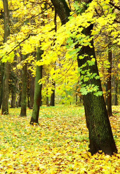 Красочная листва в осеннем парке дождей
 - Фото, изображение