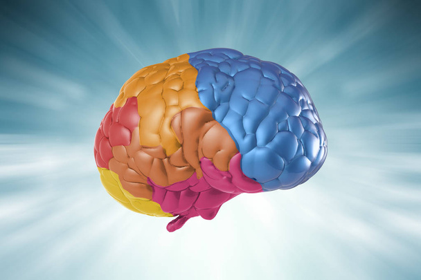 barevné mozek pro kreativní koncept - Fotografie, Obrázek