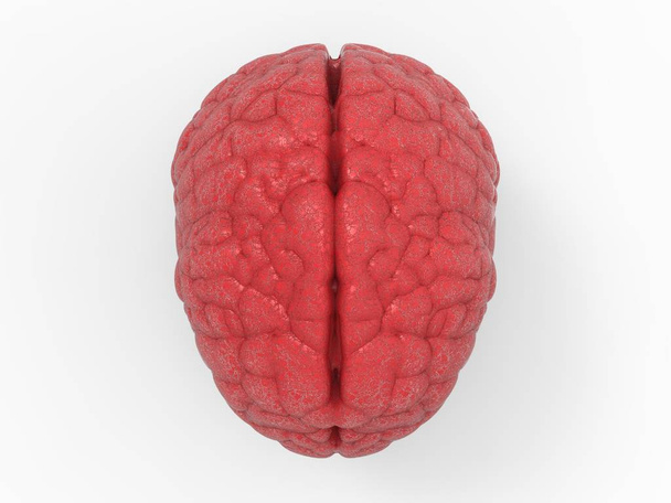 vista superior del cerebro rojo
 - Foto, Imagen