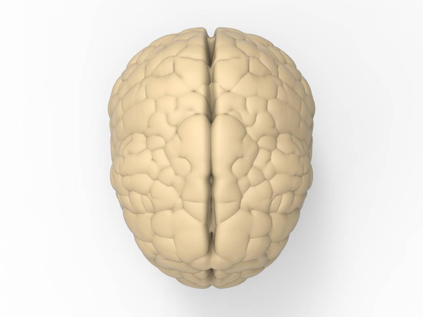 fehér agy felülnézetben - Fotó, kép