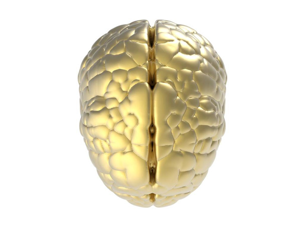 Zlatý mozek, samostatný - Fotografie, Obrázek