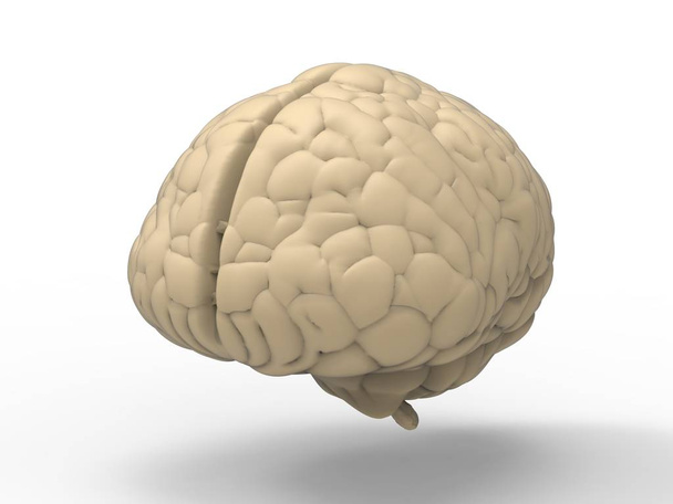 λευκό ομοίωμα του εγκεφάλου - Φωτογραφία, εικόνα