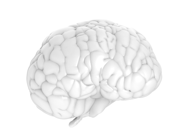 biały mózg na białym tle - Zdjęcie, obraz