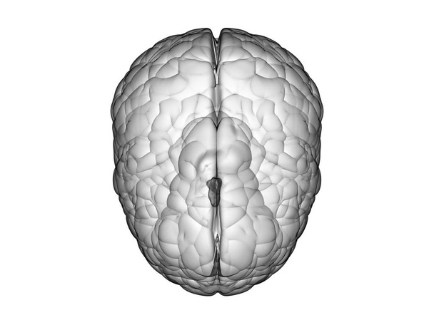 vista superior del cerebro blanco
 - Foto, Imagen